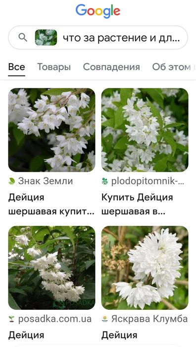 Кустарник "Дейция" декоративная