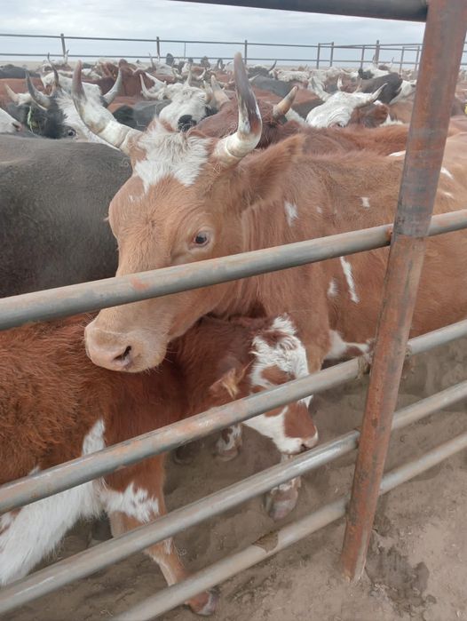 Симентал сиыр буаз