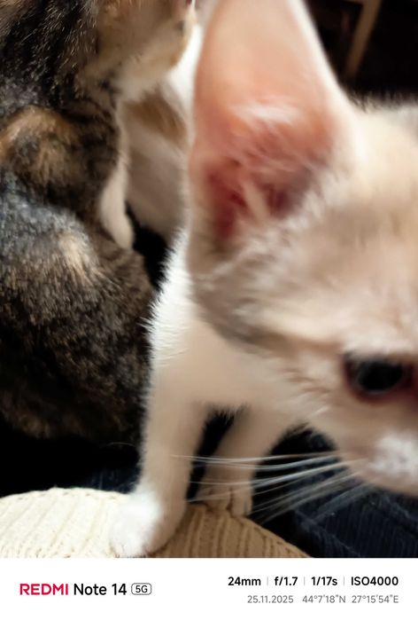 Подарявам малки котета