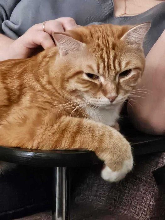 шикарный кот шикарный кот