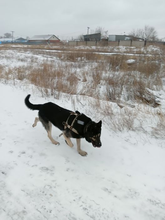 Восточно европейская овчарка