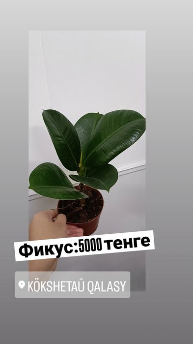Фикус:5000 тенге