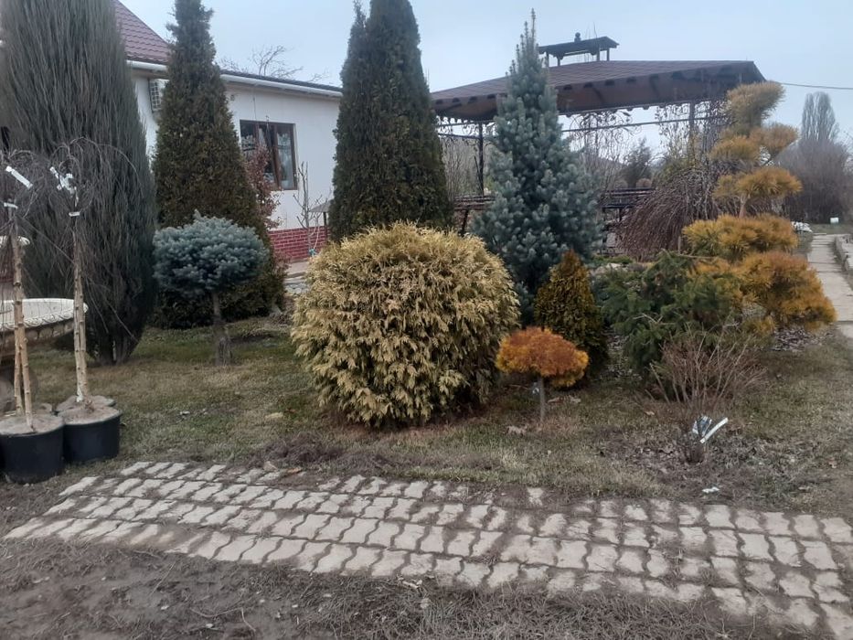 Ландшафтный дизайн, газон