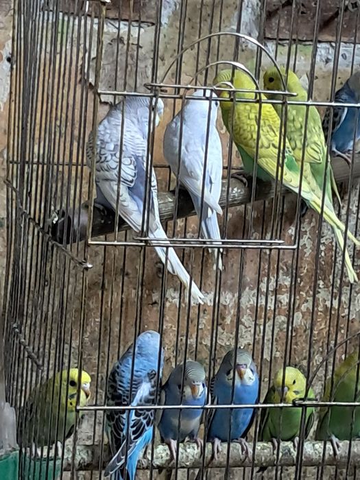 Продавам млади вълнисти папагали