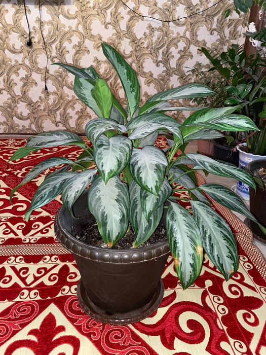 Долларовое дерево сатылады