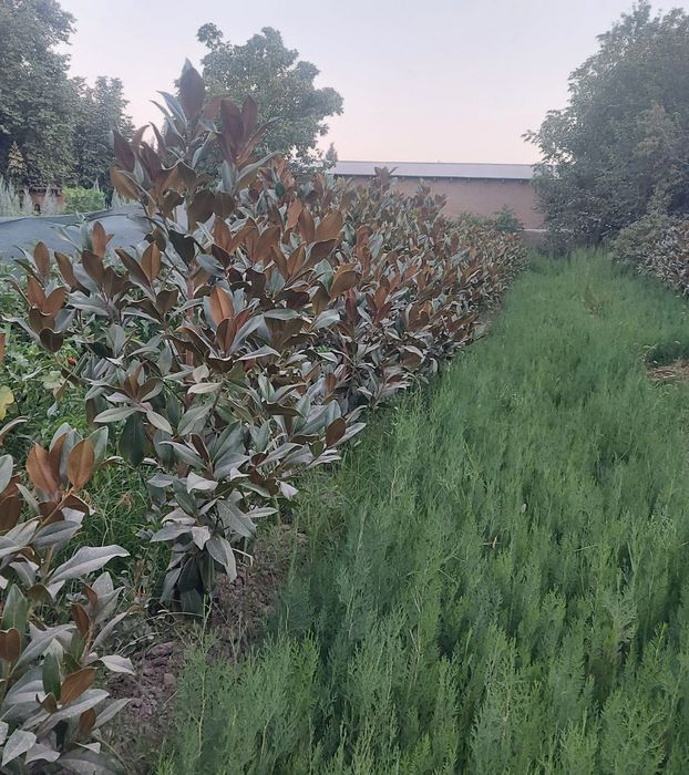 Магнолия гландифлора итальянский