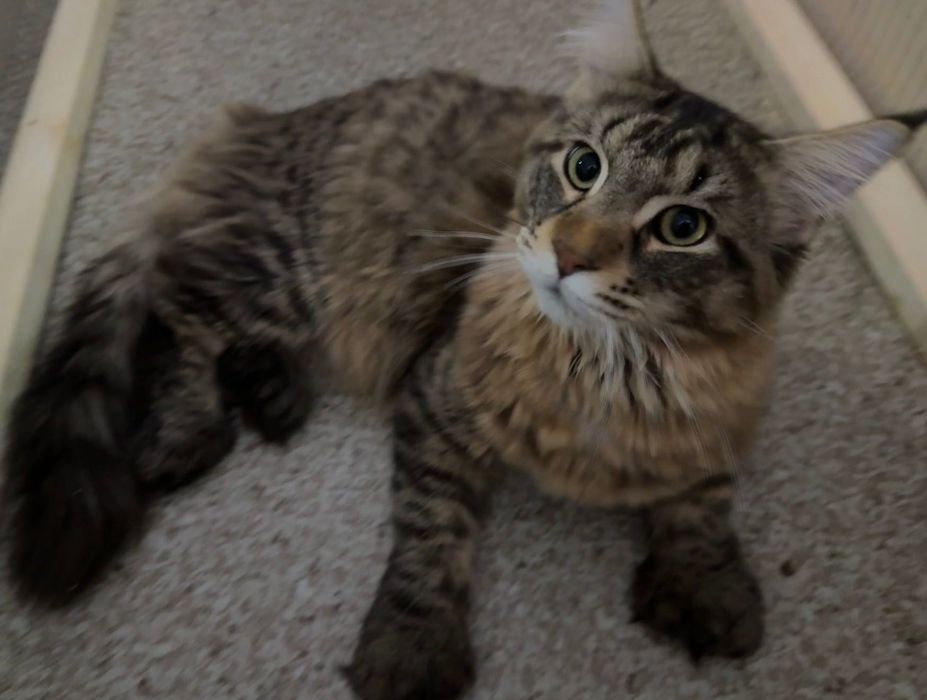 Продам взрослый мейн кун полидакт кот