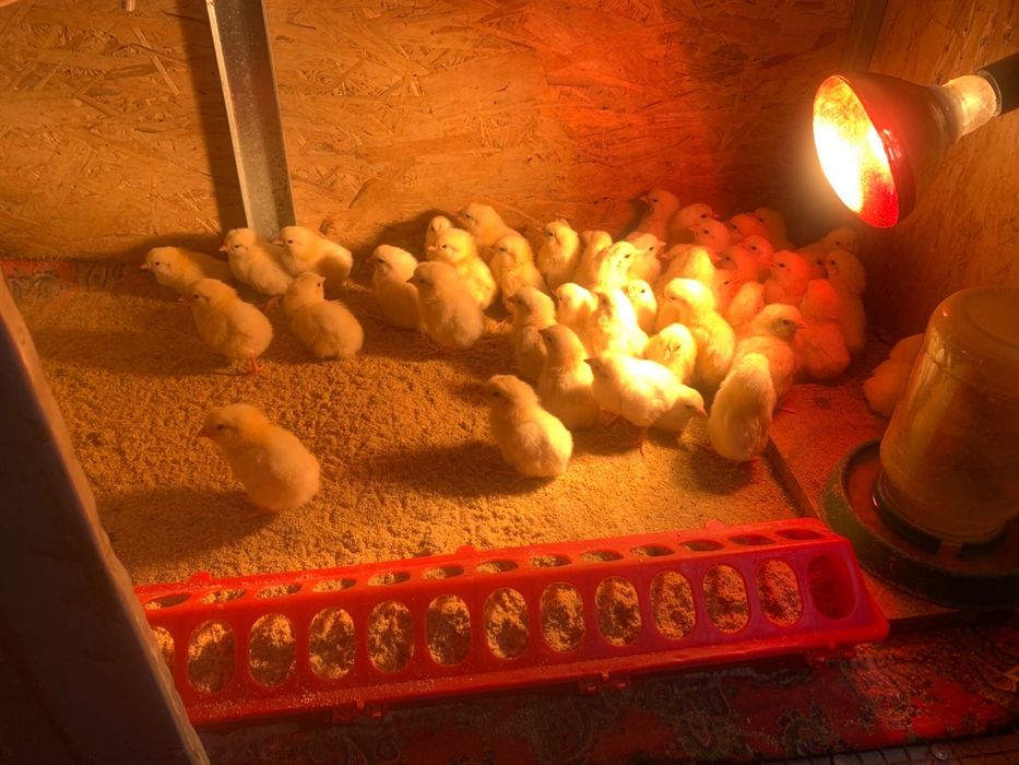 Цыплята серебристого адлера