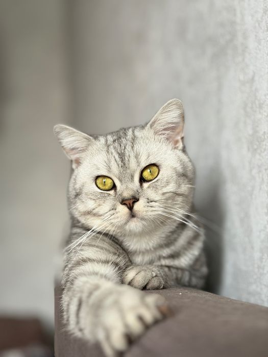 Кот британец 1 год