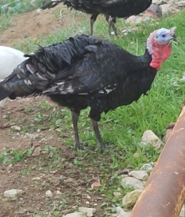 Үндік Қара Қораз прастои