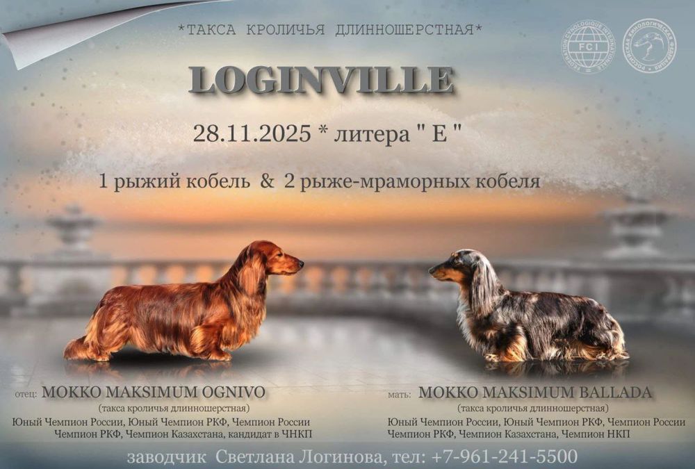 Продам щенка таксы миниатюрной