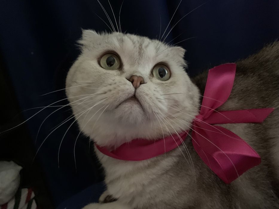 Вязка. Шотландский кот.