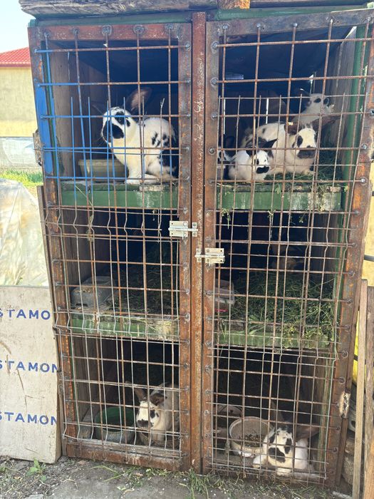 Vand iepuri rasa metis  fluture 100 lei