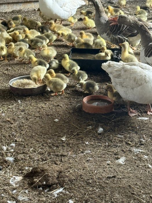 Vand boboci de gasca