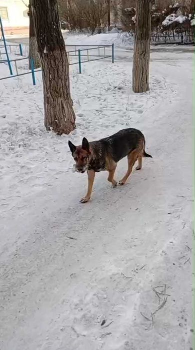 Чья овчарка? Хозяин, забери!