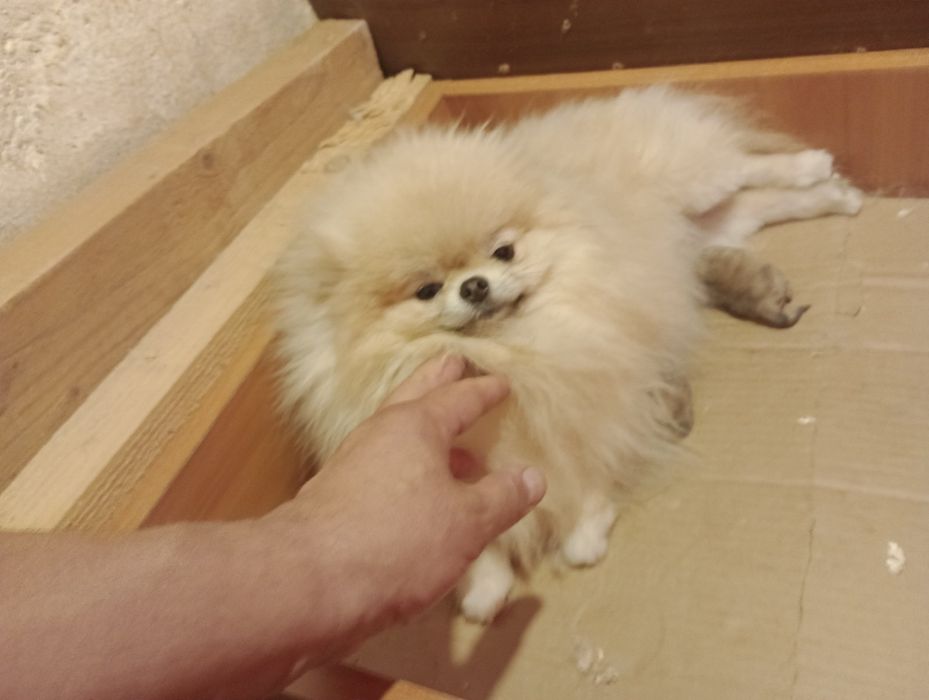 Мини  Померан  .