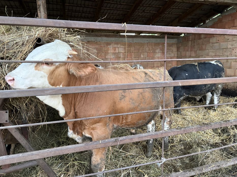 Vind vitei intre 200-300kg