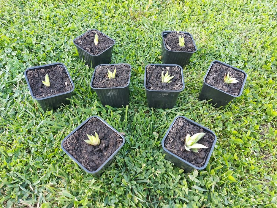 Aloe Vera Puiet la ghiveci