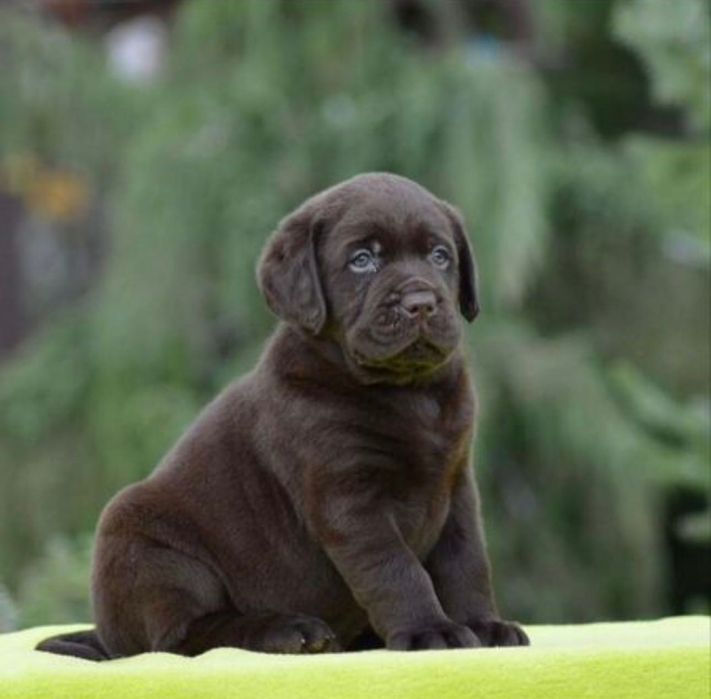 Роскошные Лабрадорчики