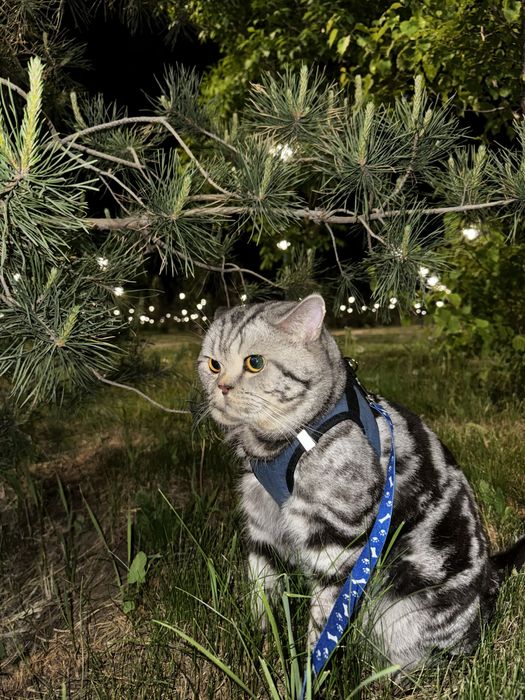 Вязка чистокровного британца!