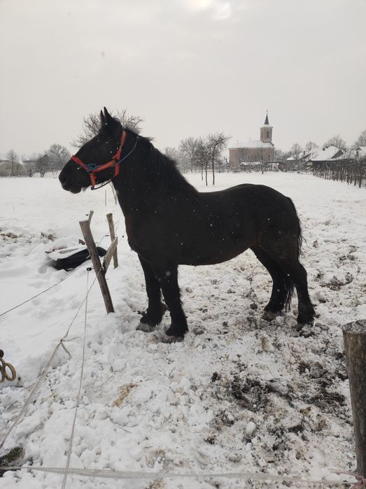 vand sau schimb iapa de 3 ani