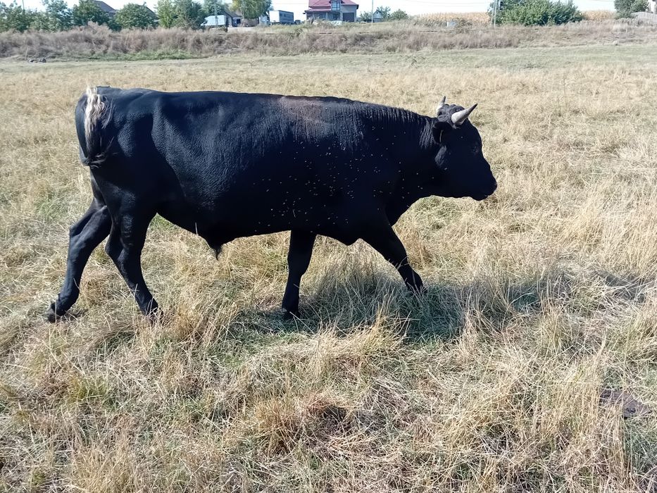 Ofer spre vânzare trei vitei