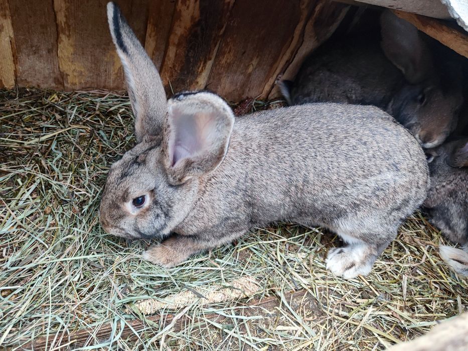 Iepuroaice Uriaș German