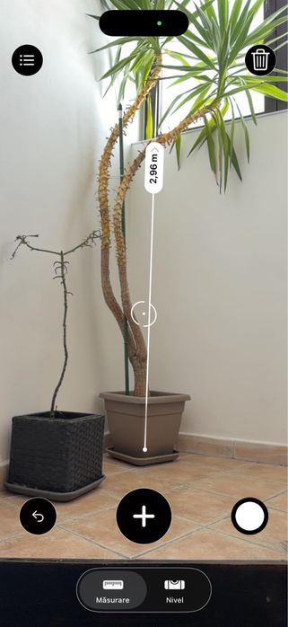 Planta ornamentala Yukka