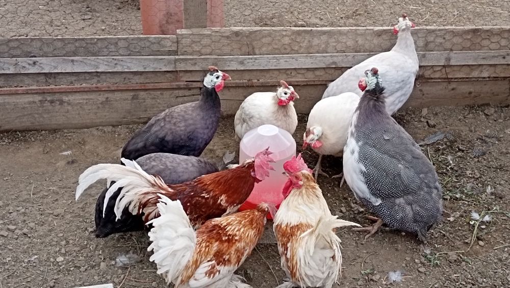 Cocoși americani