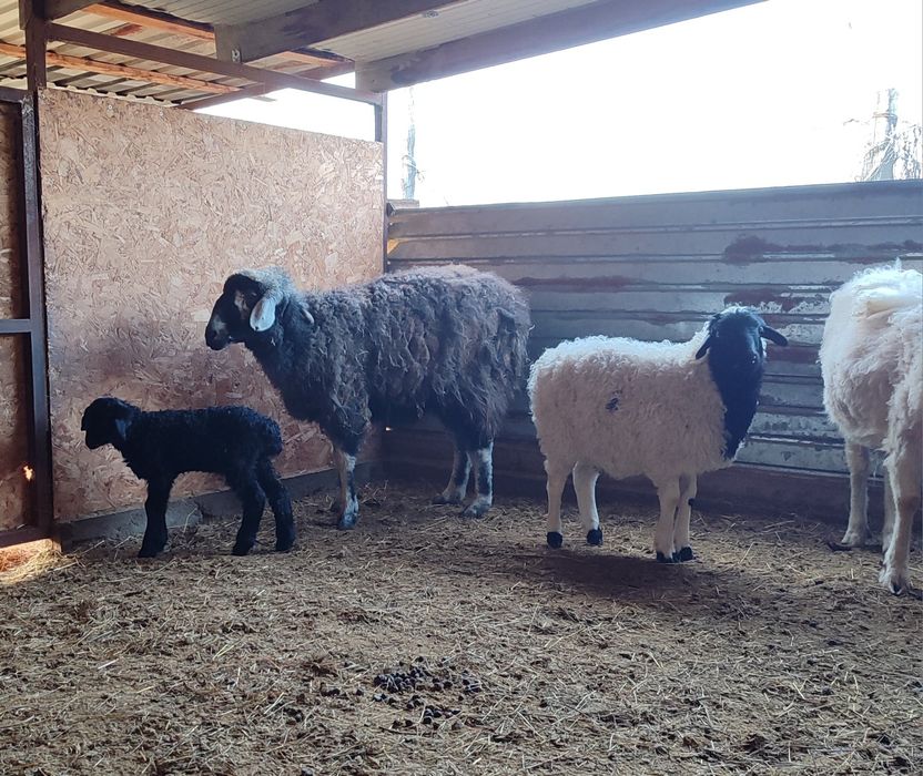 Продам овцу с ягненком