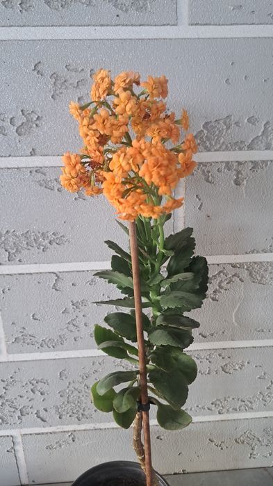 Продам комнат. Цветы