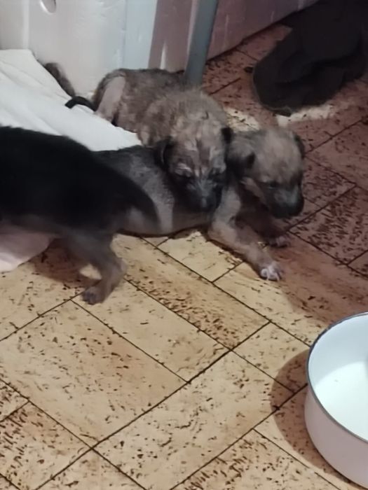 Отдам щенков в добрые руки