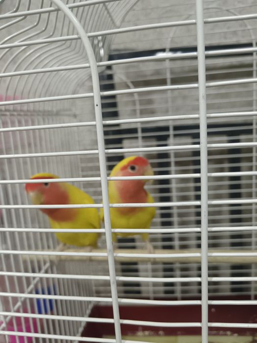 Продаю  пару попугаев неразлучников