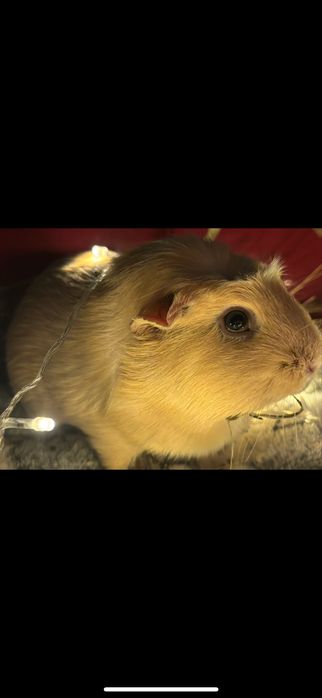 морская свинкааа