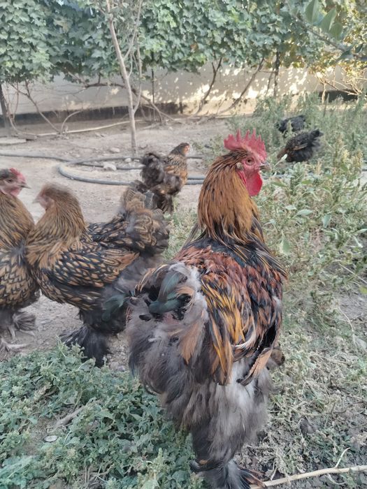 Продам куры конхинхин