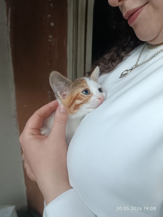 Котета търсят семейство
