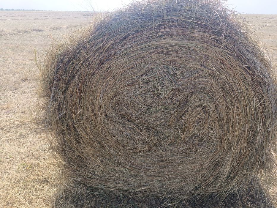 Продается сено в рулонах