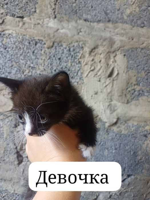 Отдаем в хорошие руки котят