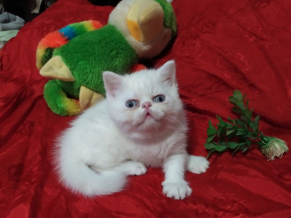 Продам котят  Экзоты