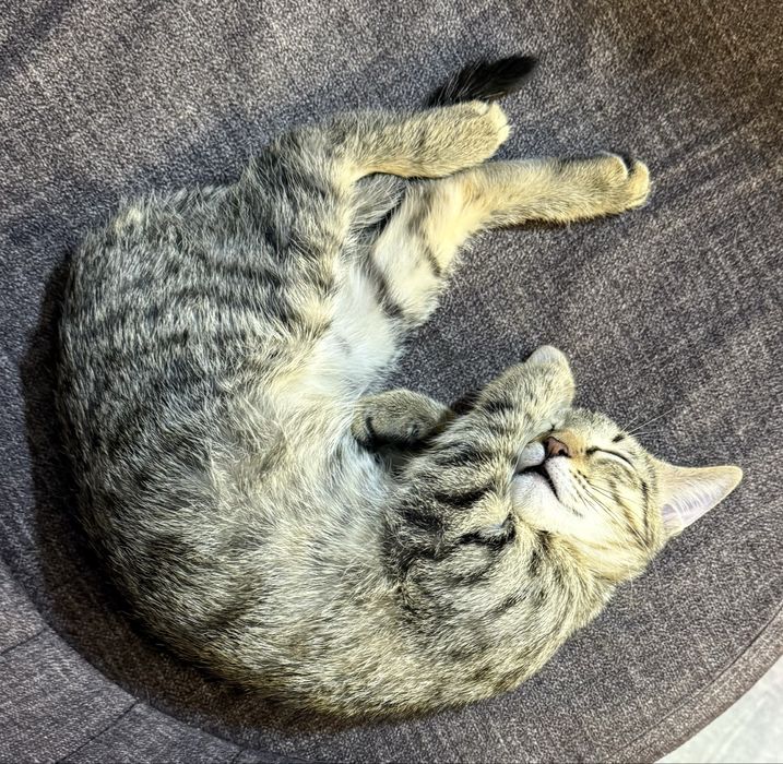 Кошечка Дуся 6 месяцев