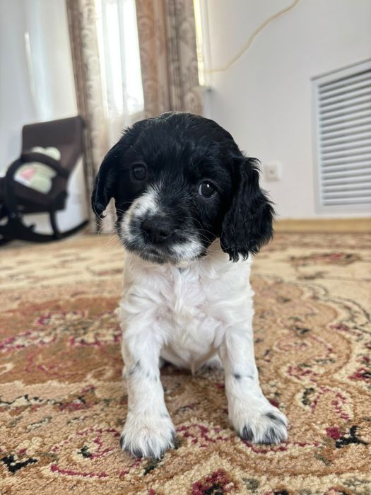 Щенки Русского спаниеля.