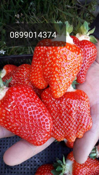 Целогодишни  Разсад ягоди и малини