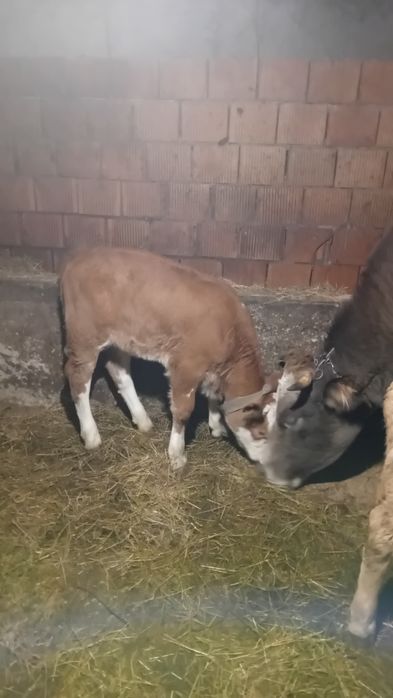 Vând vița de 5 săptămâni