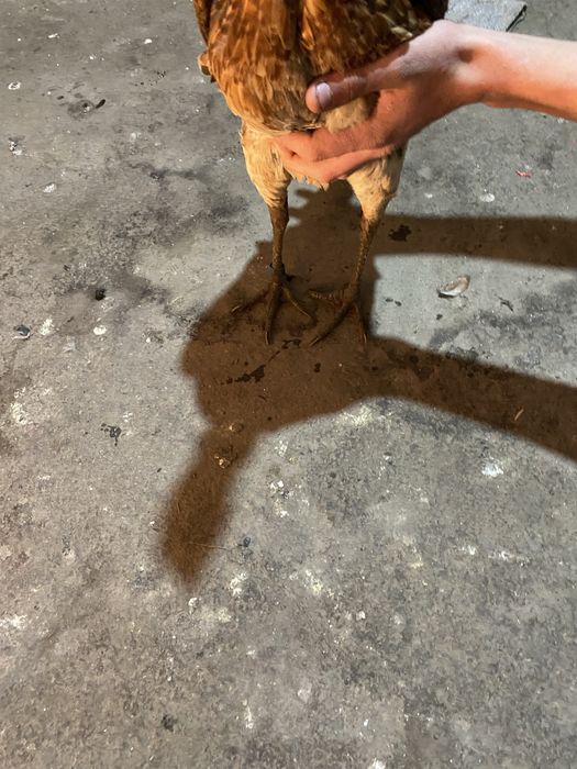 Продам даканку курицу