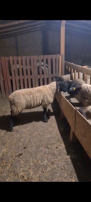 Oi suffolk de vânzare!