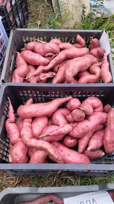 Клубни батата, рассада батата