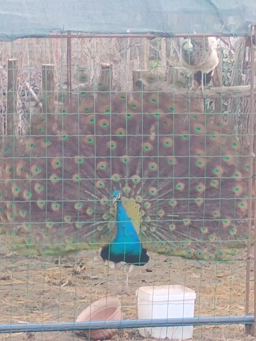 Пауни  мъжки и женски на 6 месеца.