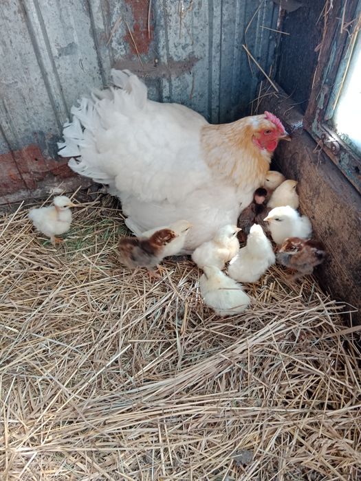 Домашние курочки