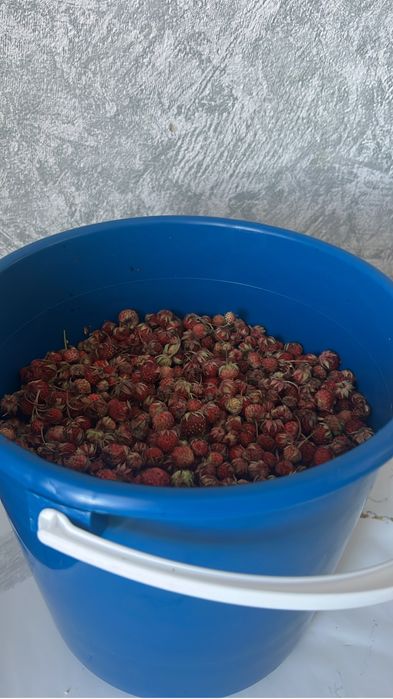 Продам ягоду лесную