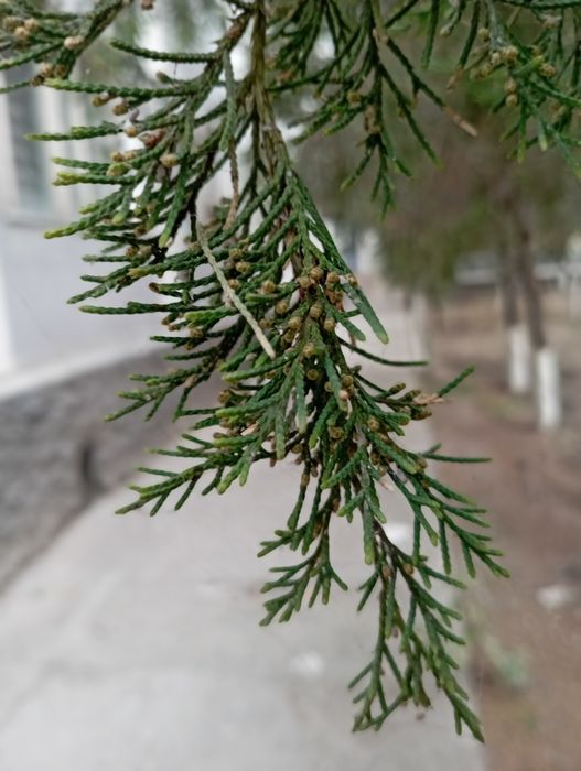 Redmi not 10 6+2 128gb